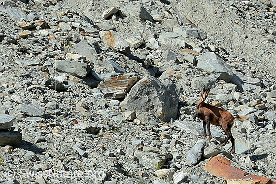 Foto: Gämse (Rupicapra rupicapra) in Geröllfeld.
Lat.: Rupicapra rupicapra
Ordnung: Artiodactyla (Paarhufer)
Familie: Bovidae (Hornträger)
Gattung: Rupicapra (Gämsen)