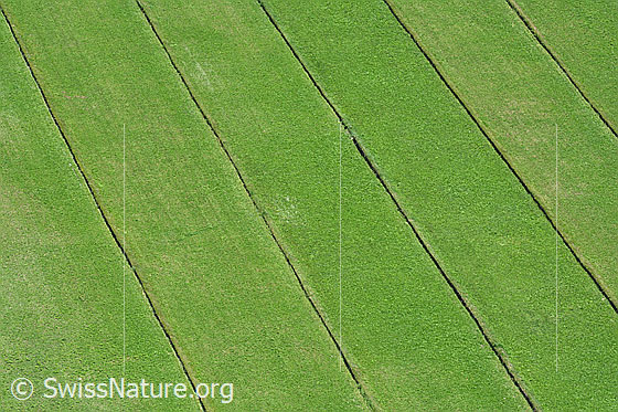 Foto: Wässermatten aus der Vogelperspektive. Dank der Bewässerung trotzt das hellgrüne Gras der Sommerhitze.