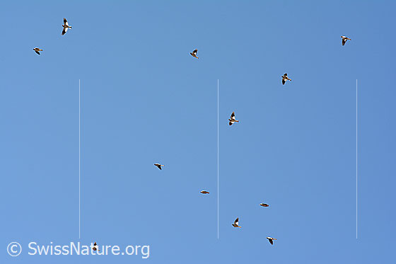 Foto: Felsenschwalben (Ptyonoprogne rupestris) jagen Insekten im Flug. Eine ganze Kolonie ist am blauen Himmel zu sehen.
Umgebung: Weiler in Bergtal umgeben von Weiden, Wäldern und Felswänden. Höhe ca. 1500m ü.M.
Lat.: Ptyonoprogne rupestris
Ordnung: Passeriformes (Sperlingsvögel)
Unterordnung: Passeri (Singvögel)
Familie: Hirundinidae (Schwalben)
Gattung: Ptyonoprogne