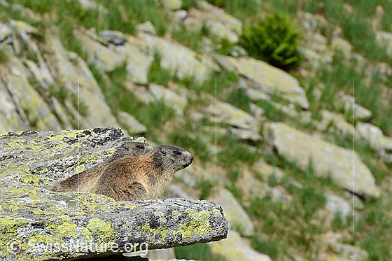 Foto: Ordnung: Rodentia (Nagetiere)
Familie: Sciuridae (Hörnchen)
Unterfamilie: Xerinae (Erdhörnchen)
Gattung: Marmota
