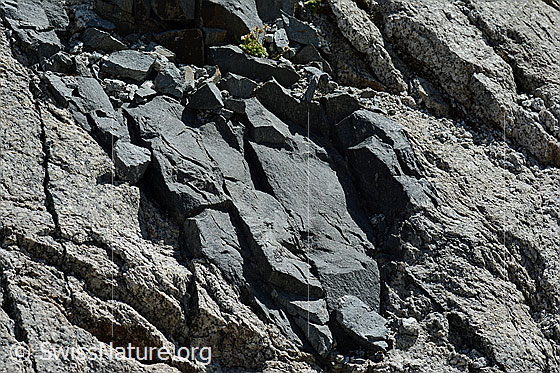 Foto: Mehr als 1m breiter hydrothermaler Gang im Gebirge. Das Ganggestein ist ein Lamprophyr.
