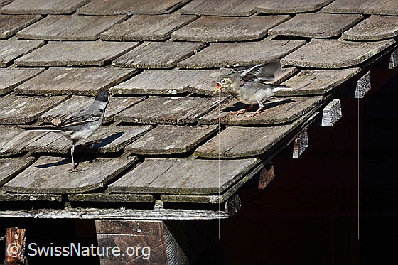 Foto: Bachstelzen (Motacilla alba), Jungtier bettelt nach Nahrung. Die Eltern lockten den frisch ausgeflogenen Junvogel an eine sichere, erhöhte Stelle. Dort sass er ruhig bis ein Elternteil wieder in Sichtweite gelangte. Sogleich bettelte er lautstark um Nahrung.
Lat.: Motacilla alba
Familie: Motacillidea (Stelzen und Pieper)
Unterordnung: Passeriformes (Sperlingsvögel)