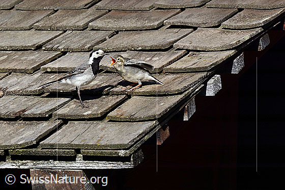 Foto: Bachstelzen (Motacilla alba), Jungtier wird gefüttert. Die Eltern lockten den frisch ausgeflogenen Junvogel an eine sichere, erhöhte Stelle. Dort sass er ruhig bis ein Elternteil wieder in Sichtweite gelangte. Sogleich bettelte er lautstark um Nahrung.
Lat.: Motacilla alba
Familie: Motacillidea (Stelzen und Pieper)
Unterordnung: Passeriformes (Sperlingsvögel)