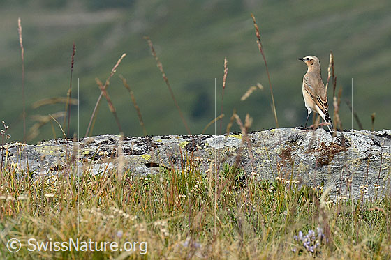 Foto: Bergpieper (Anthus spinoletta) auf Stein. 
Die Aufnahme enstand auf einer Höhe von 2200m ü.M. in einer von Alpweiden geprägten Landschaft.
Lat.: Anthus spinoletta
Ordnung: Passeriformes (Sperlingsvögel)
Unterordnung: Passeri (Singvögel)
Familie: Motacillidae (Stelzen und Pieper)
Gattung: Anthus (Pieper)