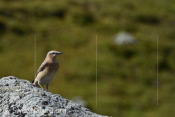Foto: Bergpieper (Anthus spinoletta) auf Steinplatte. 
Die Aufnahme enstand auf einer Höhe von 2200m ü.M. in einer von Alpweiden geprägten Landschaft.
Lat.: Anthus spinoletta
Ordnung: Passeriformes (Sperlingsvögel)
Unterordnung: Passeri (Singvögel)
Familie: Motacillidae (Stelzen und Pieper)
Gattung: Anthus (Pieper)