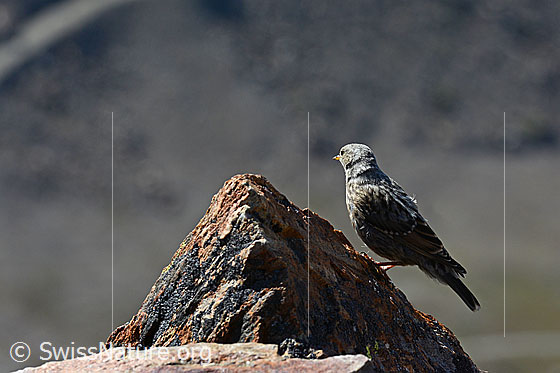Foto: Junge Alpenbraunelle (Prunella collaris) auf Felsblock.
Die Aufnahme enstand auf einer Höhe von 3200 Meter über Meer in felsigem Gelände.
Lat.: Prunella collaris
Ordnung: Passeriformes (Sperlingsvögel)
Unterordnung: Passeri (Singvögel)
Familie: Prunellidae (Braunellen)
Gattung: Prunella (Braunellen)