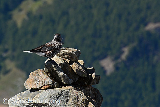 Foto: Tannenhäher auf Steinmann sitzend. 
Umgebung: Felsiges Gelände. Höhe: ca. 3200m ü.M.
Lat.: Nucifraga caryocatactes
Ordnung: Passeriformes (Sperlingsvögel)
Unterordnung: Passeri (Singvögel)
Familie: Corvidae (Rabenvögel)
Unterfamilie: Corvinae
Gattung: Nucifraga (Nussknacker)