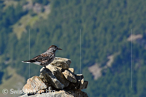 Foto: Tannenhäher auf Steinmann sitzend.
Umgebung: Felsiges Gelände. Höhe: ca. 3200m ü.M.
Lat.: Nucifraga caryocatactes
Ordnung: Passeriformes (Sperlingsvögel)
Unterordnung: Passeri (Singvögel)
Familie: Corvidae (Rabenvögel)
Unterfamilie: Corvinae
Gattung: Nucifraga (Nussknacker)