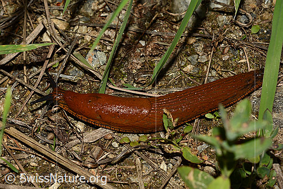 Foto: Spanische Wegschnecke (Arion vulgaris)
Lat.: Arion vulgaris
Familie: Arionidae (Wegschnecken)