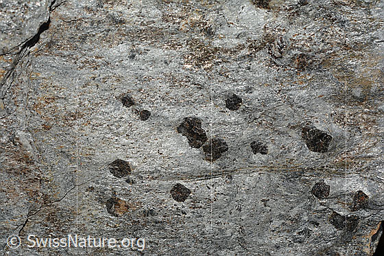 Foto: Sericitschiefer mit Kristalloblasten aus Granat und Hornblende auf der Schieferungsfläche.
Auf dieser Schieferungsfläche sind Granate (rundliche Kristalle von ca. 0.5 - 1cm Durchmesser) und Hornblendekristalle (längliche Kristalle) gewachsen.
