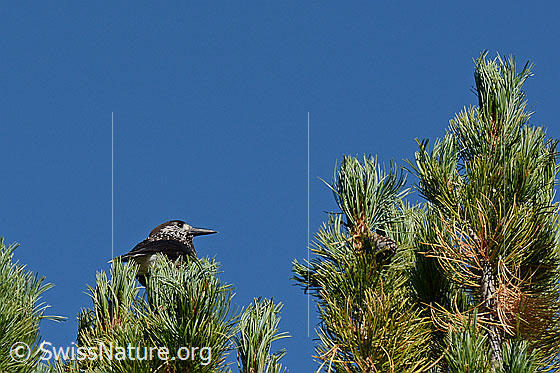 Foto: Tannenhäher auf Arve sitzend.
Umgebung: Alter Arven-Lärchenwald. Höhe ca. 2000m ü.M.
Lat.: Nucifraga caryocatactes
Ordnung: Passeriformes (Sperlingsvögel)
Unterordnung: Passeri (Singvögel)
Familie: Corvidae (Rabenvögel)
Unterfamilie: Corvinae
Gattung: Nucifraga (Nussknacker)