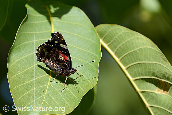 Foto: Admiral (Vanessa atalanta) auf Blatt sitzend, Flügel geschlossen.