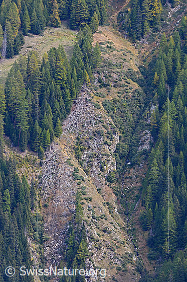 Foto: Lawinenzug: Eine grosse Lawine hat viele Bäume umgeknickt.