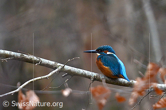 Foto: Eisvogel (Alcedo atthis). Auf Ast sitzend. Ansicht von der Seite.
Lat.: Alcedo atthis
Ordnung: Coraciiformes (Rackenvögel)
Familie: Alcedinidae (Eisvögel)
Gattung: Alcedo