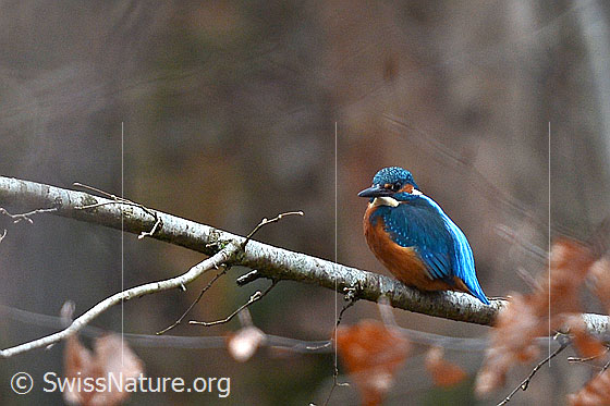 Foto: Eisvogel (Alcedo atthis). Auf Ast sitzend. Ansicht von der Seite.
Lat.: Alcedo atthis
Ordnung: Coraciiformes (Rackenvögel)
Familie: Alcedinidae (Eisvögel)
Gattung: Alcedo