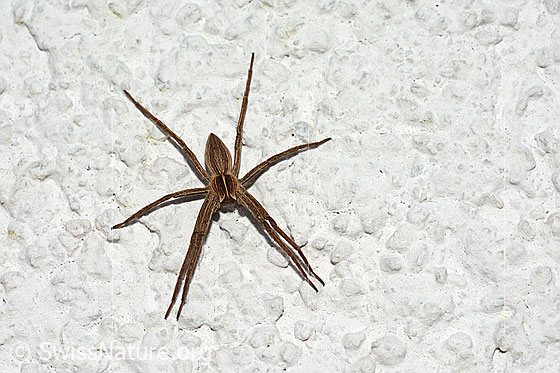 Foto: Listspinne (Pisaura mirabilis) von oben. An Aussenwand eines Hauses.