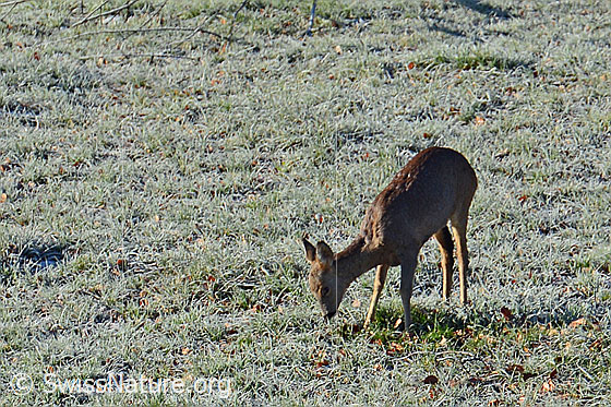 Foto: Reh (Capreolus capreolus) auf Wiese äsend.