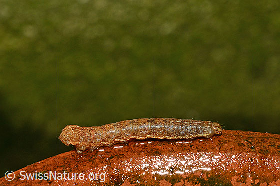 Foto: Wahrscheinlich Raupe der Saateule (Agrotis segetum)