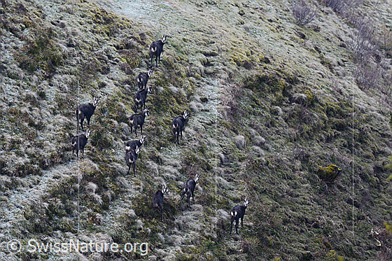 Foto: Gämsen (Rupicapra rupicapra) im Rudel.