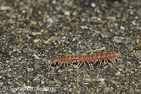 Gemeiner Kleiner Bandfüsser (Brachydesmus superus)