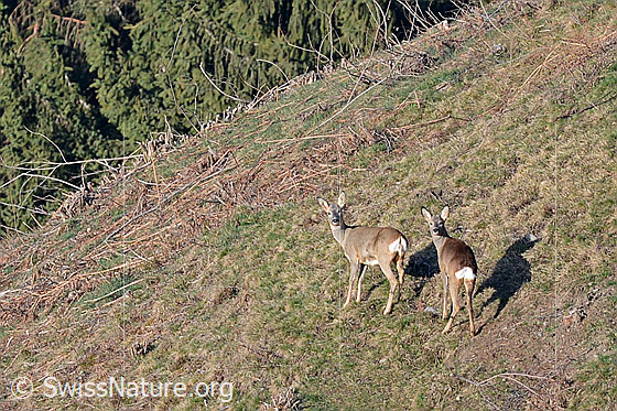 Foto: Rehe (Capreolus capreolus) auf Weide.