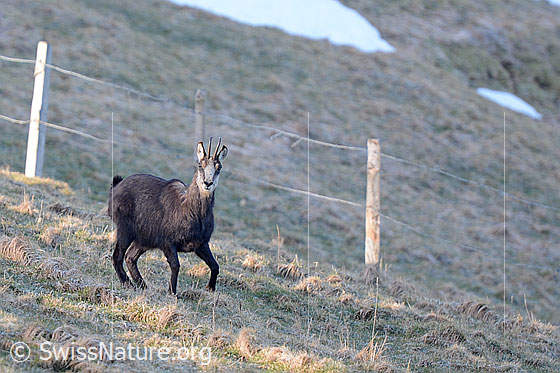 Foto: Gämse (Rupicapra rupicapra) auf Alpweide.