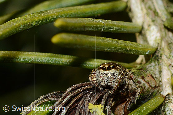 Dendryphantes rudis (Springspinne)