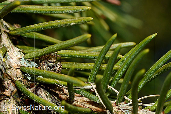 Foto: Wahrschenlich Dendryphantes rudis.
Die Körperlänge beträgt nur 4.5 - 6mm. Diese Spinne findet man an Nadelbäumen.