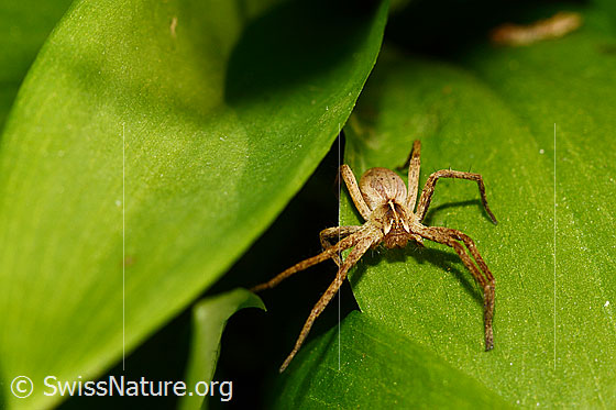 Foto: Listspinne (Pisaura mirabilis) auf Bärlauchblatt. Ansicht von schräg vorne.