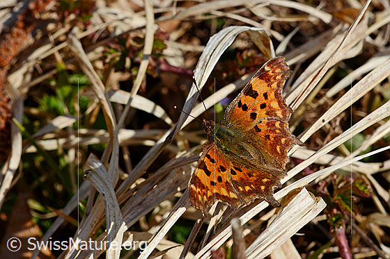 Foto: C-Falter (Polygonia c-album). Flügel geöffnet.