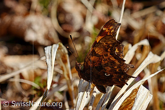 Photo: Polygonia c-album. Wings closed.