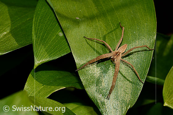 Foto: Listspinne auf Bärlauchblatt. Ansicht von oben (vorne).