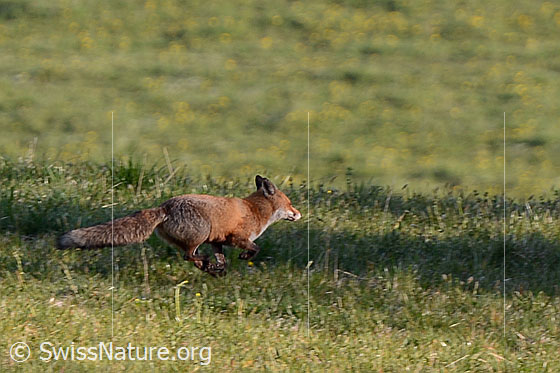 Foto: Rotfuchs (Vulpes vulpes) rennt über Wiese.
Familie: Canidae (Hunde)
Gattung: Vulpes