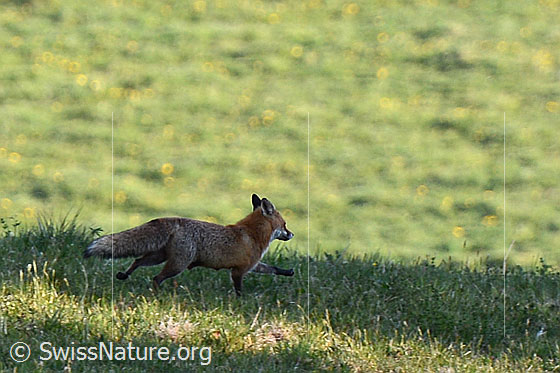 Foto: Rotfuchs (Vulpes vulpes) rennt über Wiese.
Familie: Canidae (Hunde)
Gattung: Vulpes