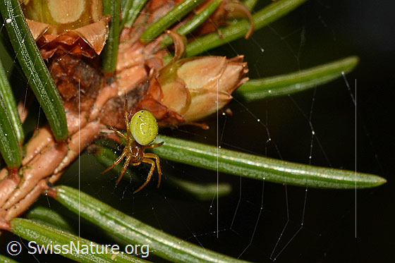 Photo: Araniella cucurbitina in the web. Female. Body length: 4.5 - 8.5Mm
