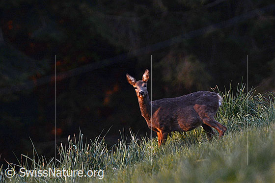 Foto: Rehgeiss (Capreolus capreolus) auf Wiese. Ansicht von der Seite.
