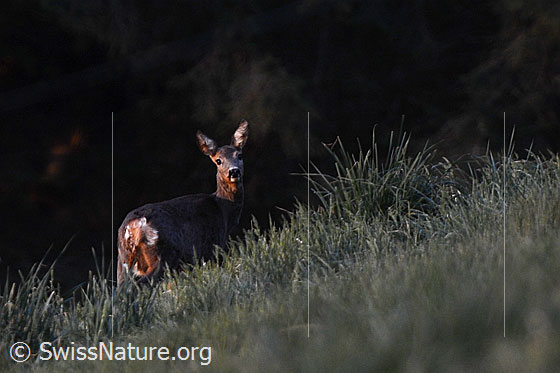 Foto: Rehgeiss (Capreolus capreolus) auf Wiese. Ansicht von seitlich hinten.