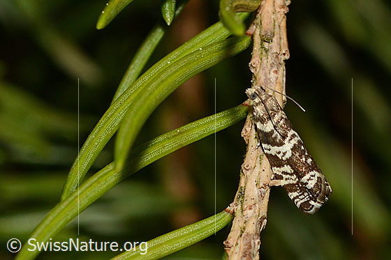 Foto: Wahrscheinlich Fichtenwickler auf Fichte (Rottanne). 