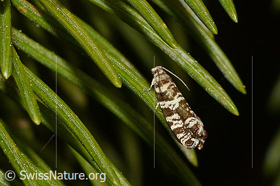 Photo: Probably Epinotia tedella on spruce. 