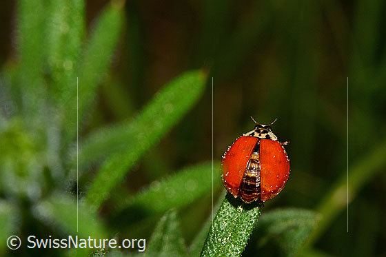 Foto: Asiatischer Marienkäfer (Harmonia axyridis) ohne Punkte in roter Farbe.