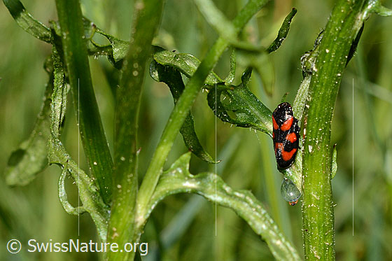 Photo: Cercopis vulnerata. Length 9 - 11mm.