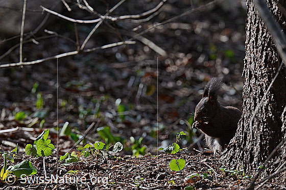 Foto: Eichhörnchen (Sciurus vulgaris) sitzt neben Baumstamm und nagt an etwas Essbarem.
Umgebung: Auenwald. Höhe: ca. 550m ü.M.
Lat.: Sciurus vulgaris
Familie: Sciuridae (Hörnchen)