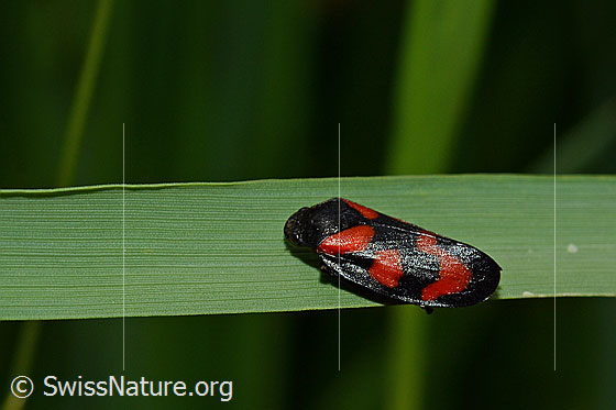 Photo: Cercopis vulnerata on a blade of grass.