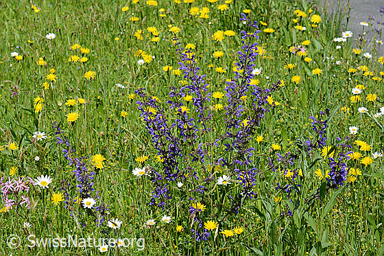 Foto: Wiesensalbei (Salvia pratensis). Ganze Pflanze.
Umgebung: Magerwiese.
Lat.: Salvia pratensis
Familie: Lamiaceae (Lippenblütler)
Unterfamilie: Nepetoideae
Gattung: Salvia (Salbei)