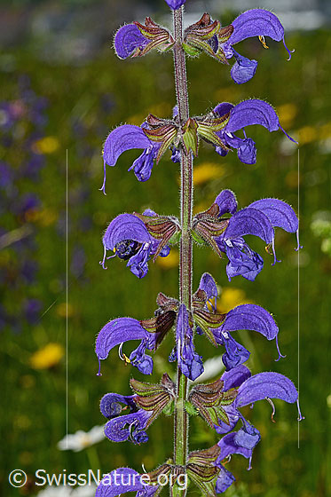 Foto: Wiesensalbei (Salvia pratensis). Blüten.
Umgebung: Magerwiese.
Lat.: Salvia pratensis
Familie: Lamiaceae (Lippenblütler)
Unterfamilie: Nepetoideae
Gattung: Salvia (Salbei)