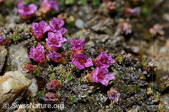 Foto: Blühender gegenblättriger Steinbrech (Saxifraga oppositifolia).