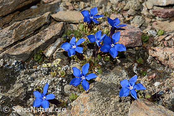 Photo: Gentiana schleicheri. Flowering. 