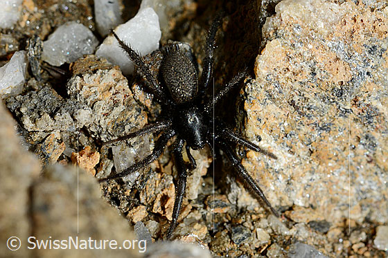 Gnaphosa lucifuga (Plattbauchspinne)