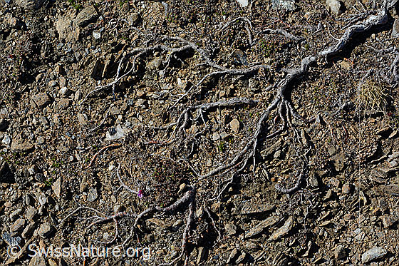 Photo: Roots of a shrub on barren soil.