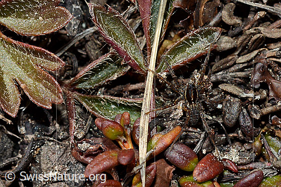 Foto: Gut getarnte Spinne.